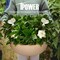 Ipower Grow Bag, 30-gallon, 5-pack, Tan, 5PK GLGROWBAG30X5TAN - alternate 3